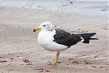 Olrog's Gull